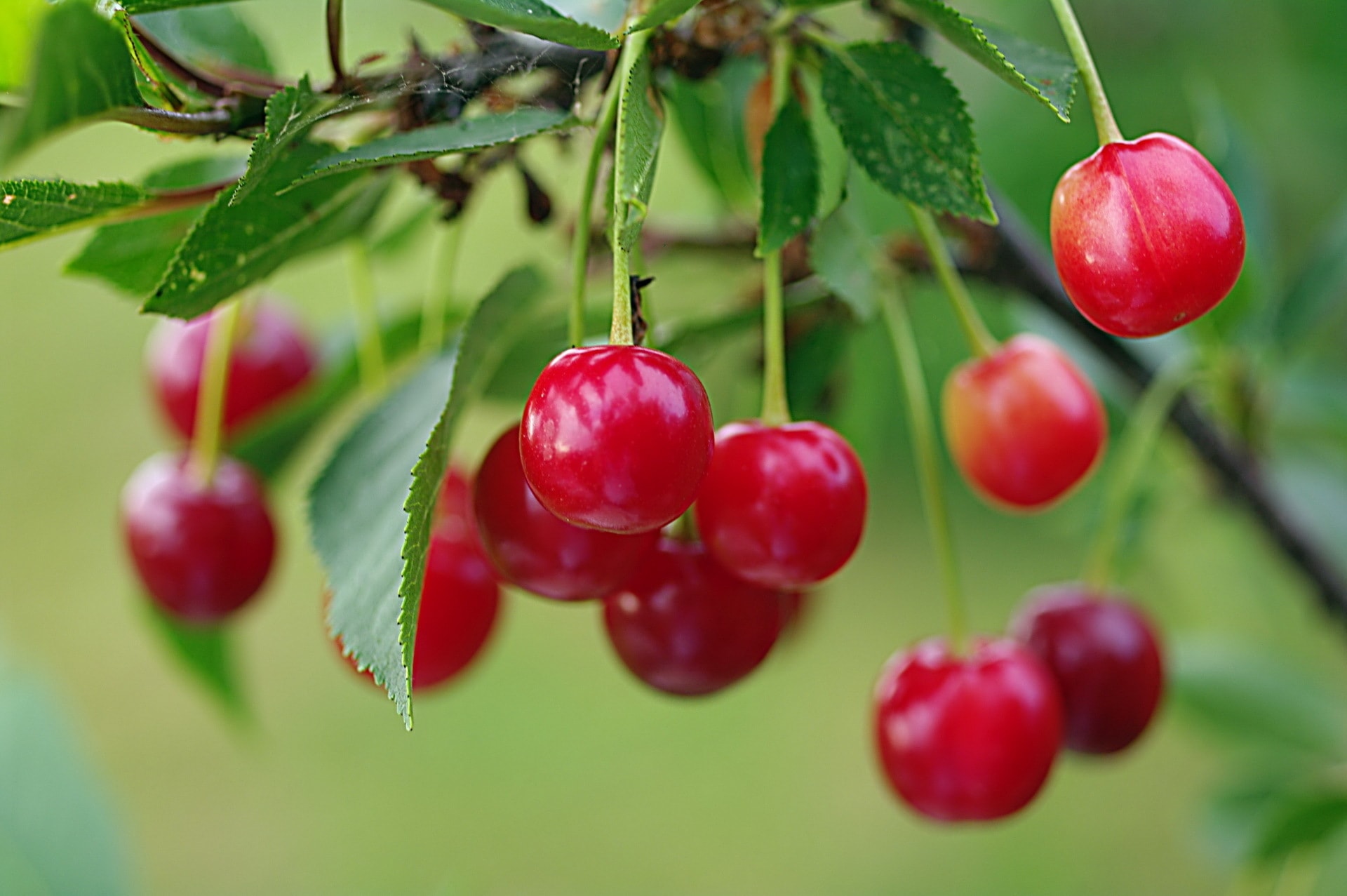 Cherry Download - Cherry Wallpaper Hd Download - HD Wallpaper 