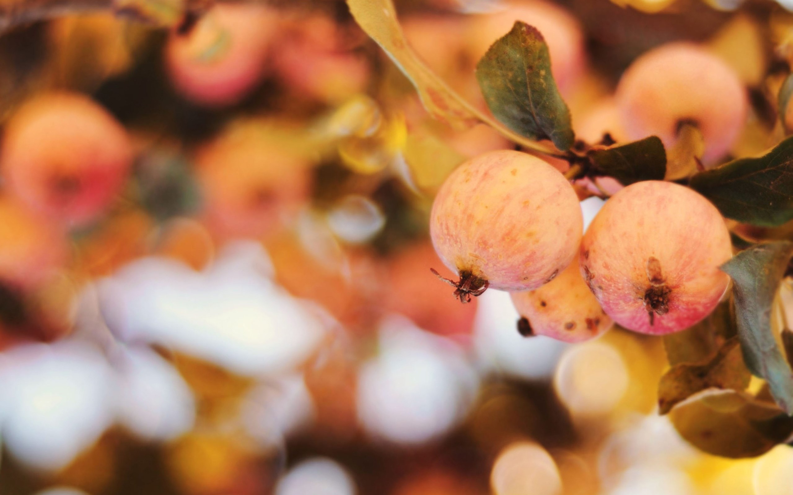 Apple Tree Wallpapers Desktop Backgrounds Hd - Wallpaper - HD Wallpaper 