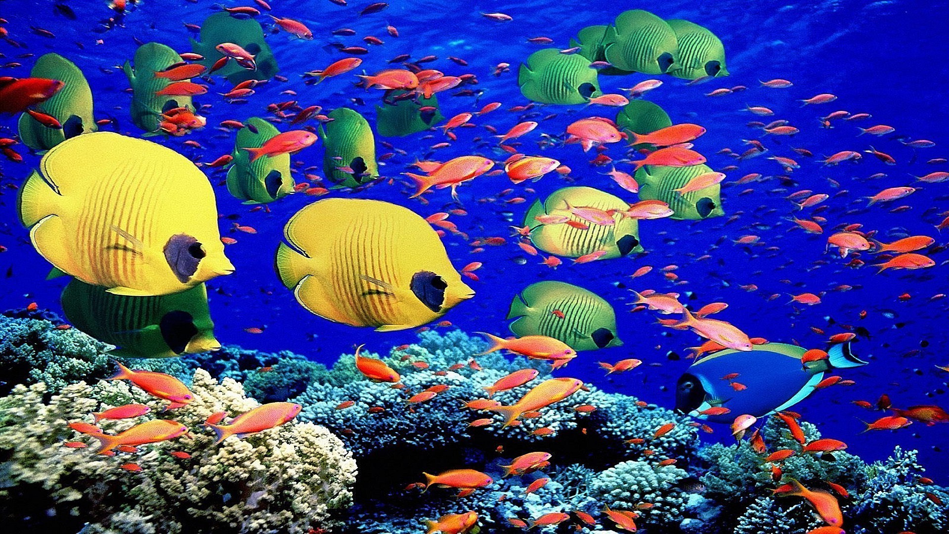 Animals Underwater Fish Aquarium Coral Reef Water Swimming - Fish Australia Great Barrier Reef - HD Wallpaper 