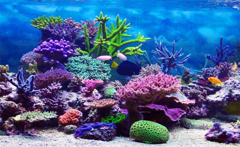 Coral Reef Ocean Habitat - HD Wallpaper 