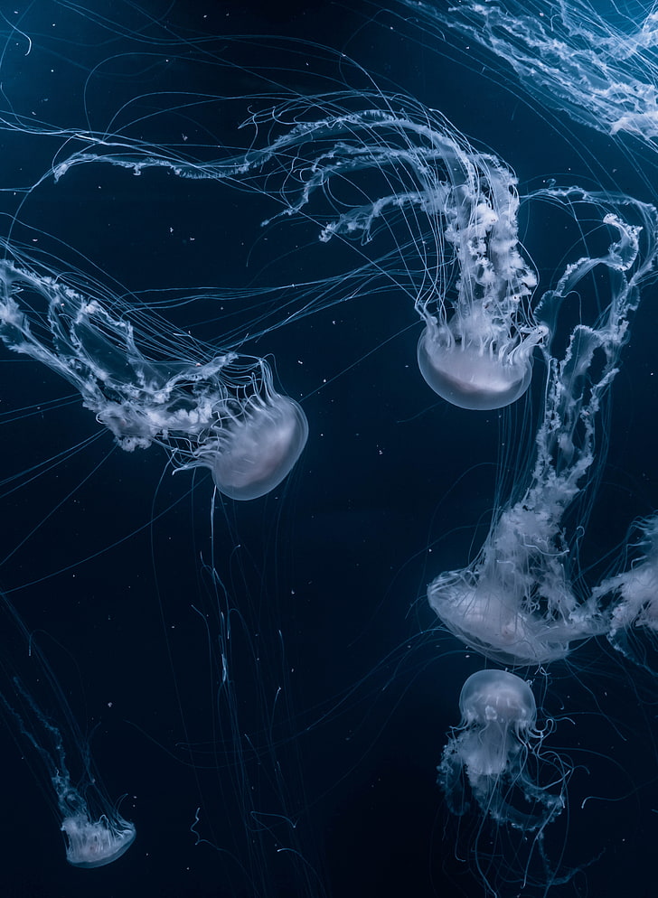 White Jellyfish Lot, Underwater World, Swim, Ocean, - Jellyfish Hd Wallpaper Iphone - HD Wallpaper 