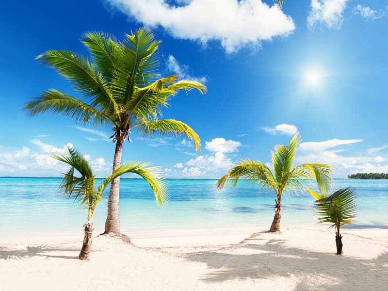 Four Green Palm Trees On Sea Shore Under Blue Sky, - Beach Png - HD Wallpaper 