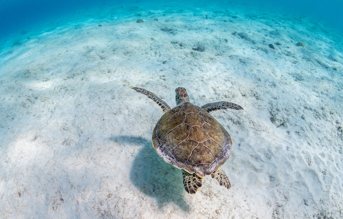 Photo Wallpaper Sand, Sea, Water, Background, Turtle, - Черепаха На Дне Море - HD Wallpaper 