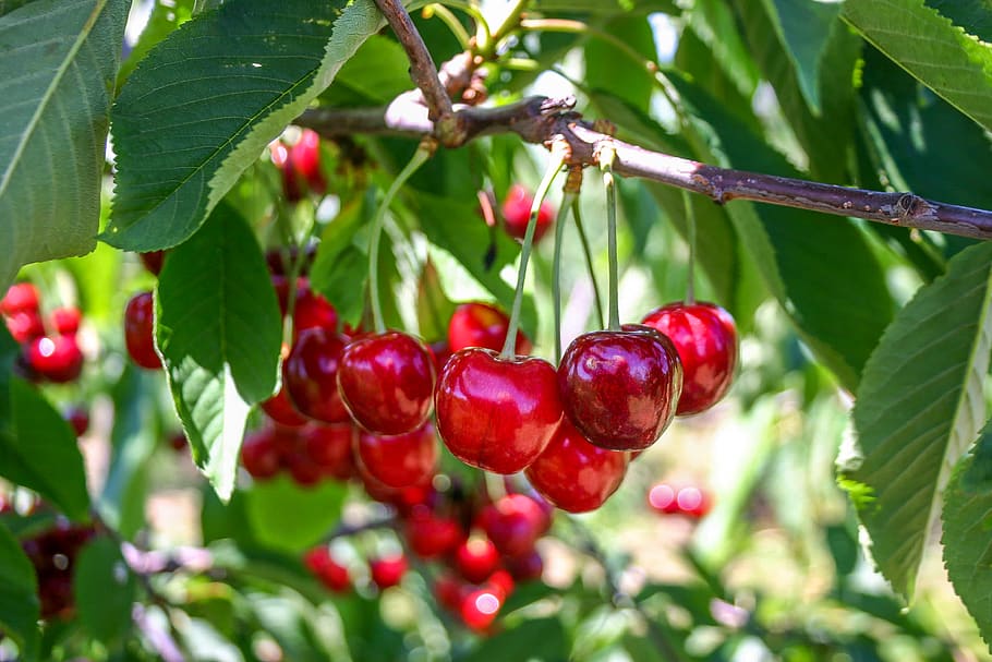United States, Sparta, Orchard, Michigan, Cherry, Cherries, - HD Wallpaper 