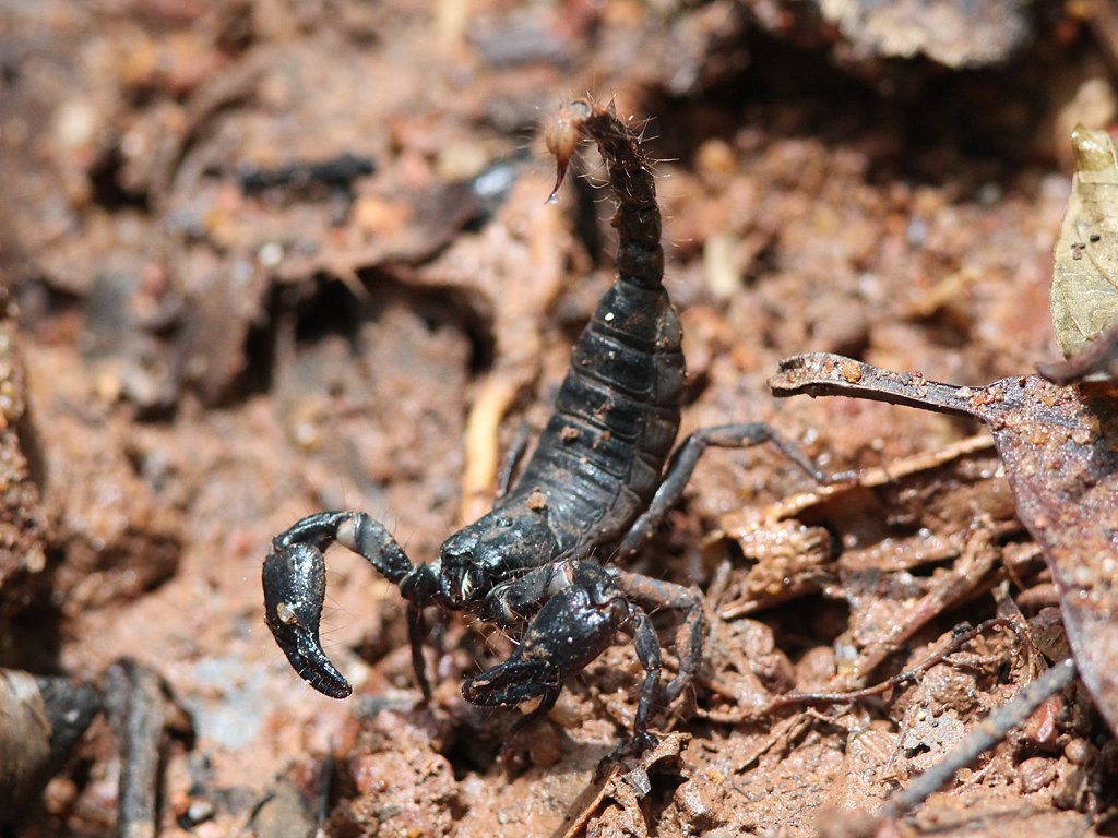 Scorpion - HD Wallpaper 