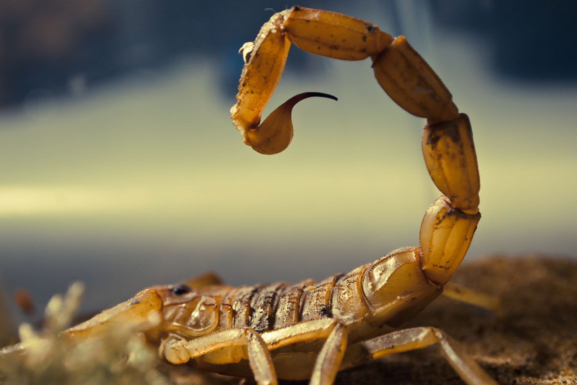Deathstalker Scorpion 2015 04 - Scorpions Venom - HD Wallpaper 