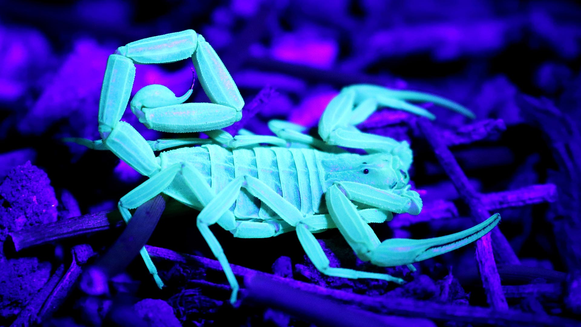 Night Arizona Bark Scorpion - HD Wallpaper 