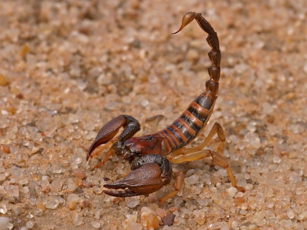 Scorpion Ready To Sting Prevent Treat Stings - HD Wallpaper 