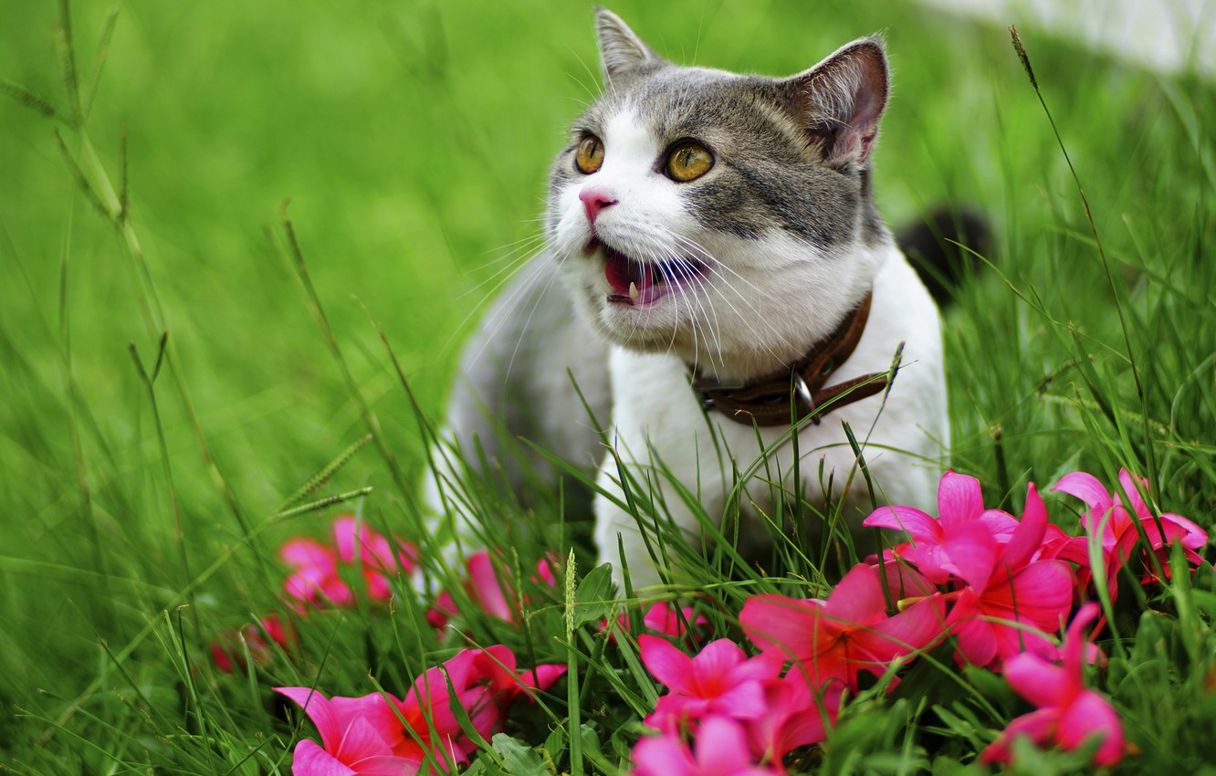 Photo Wallpaper Greens, Cat, Grass, Cat, Flowers, Nature, - Cat - HD Wallpaper 