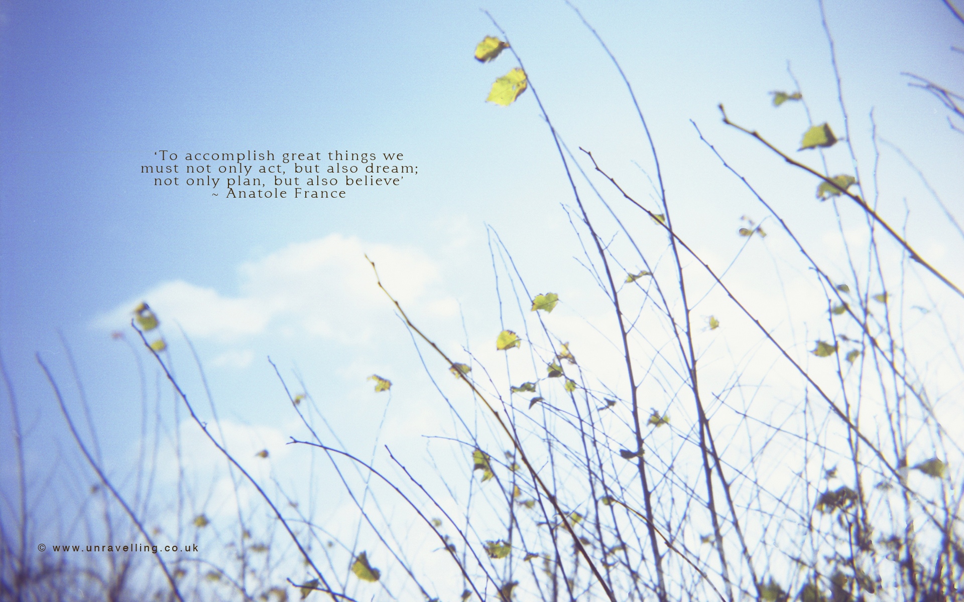 Wildflower - HD Wallpaper 