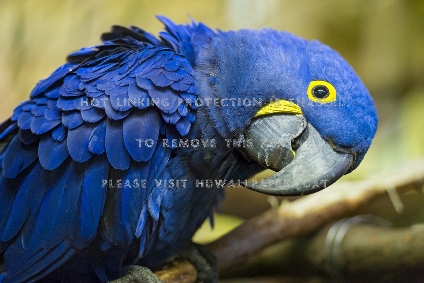 Hello Beautiful Parrot Blue Bird Animals - Hyacinth Macaw - HD Wallpaper 