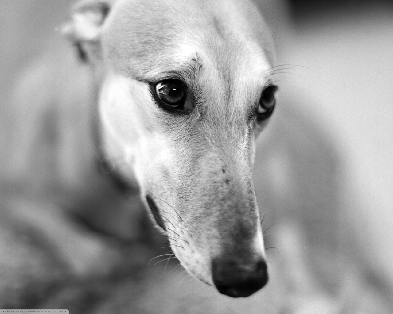 Dog - HD Wallpaper 