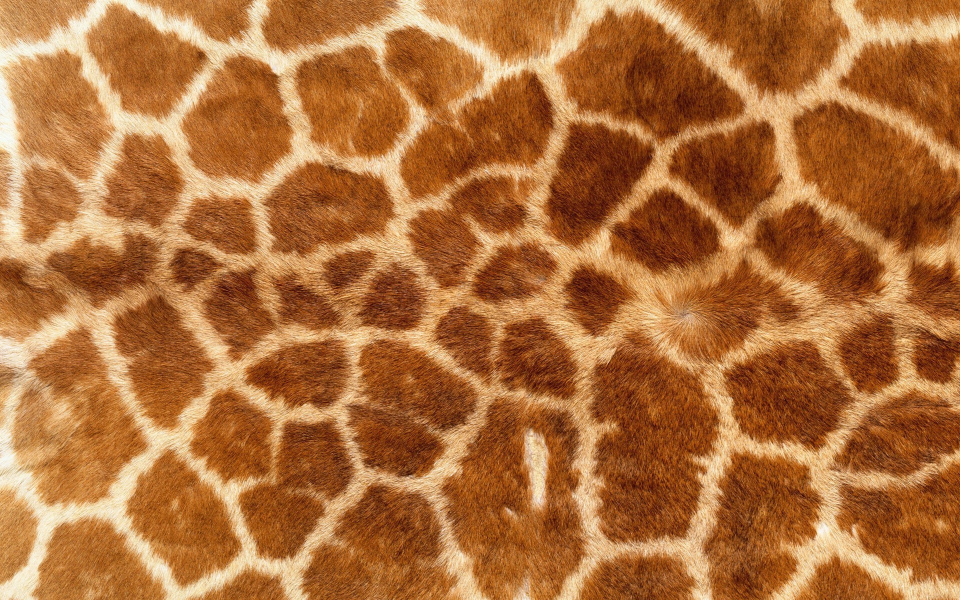 Giraffe Print Wallpaper Hd - HD Wallpaper 
