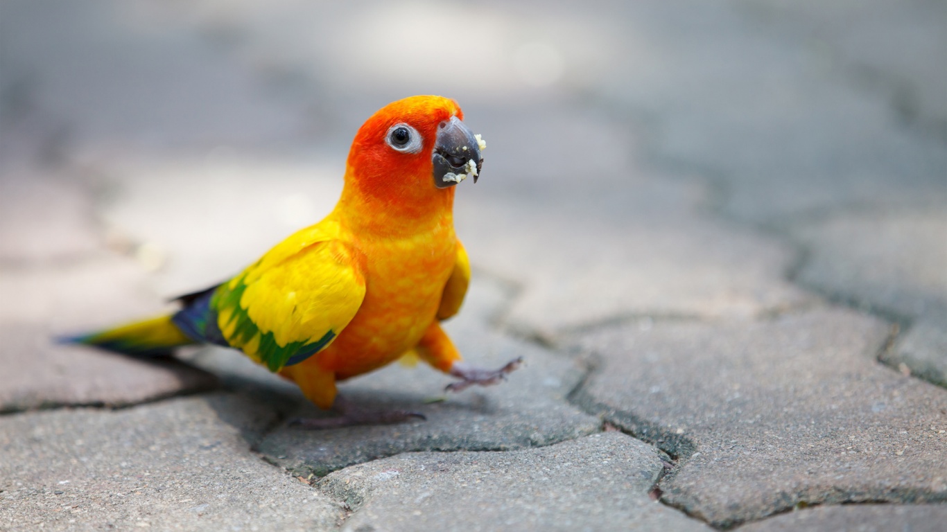 Desktop Hd Photos Of Parrots - Dancing Parrot - HD Wallpaper 