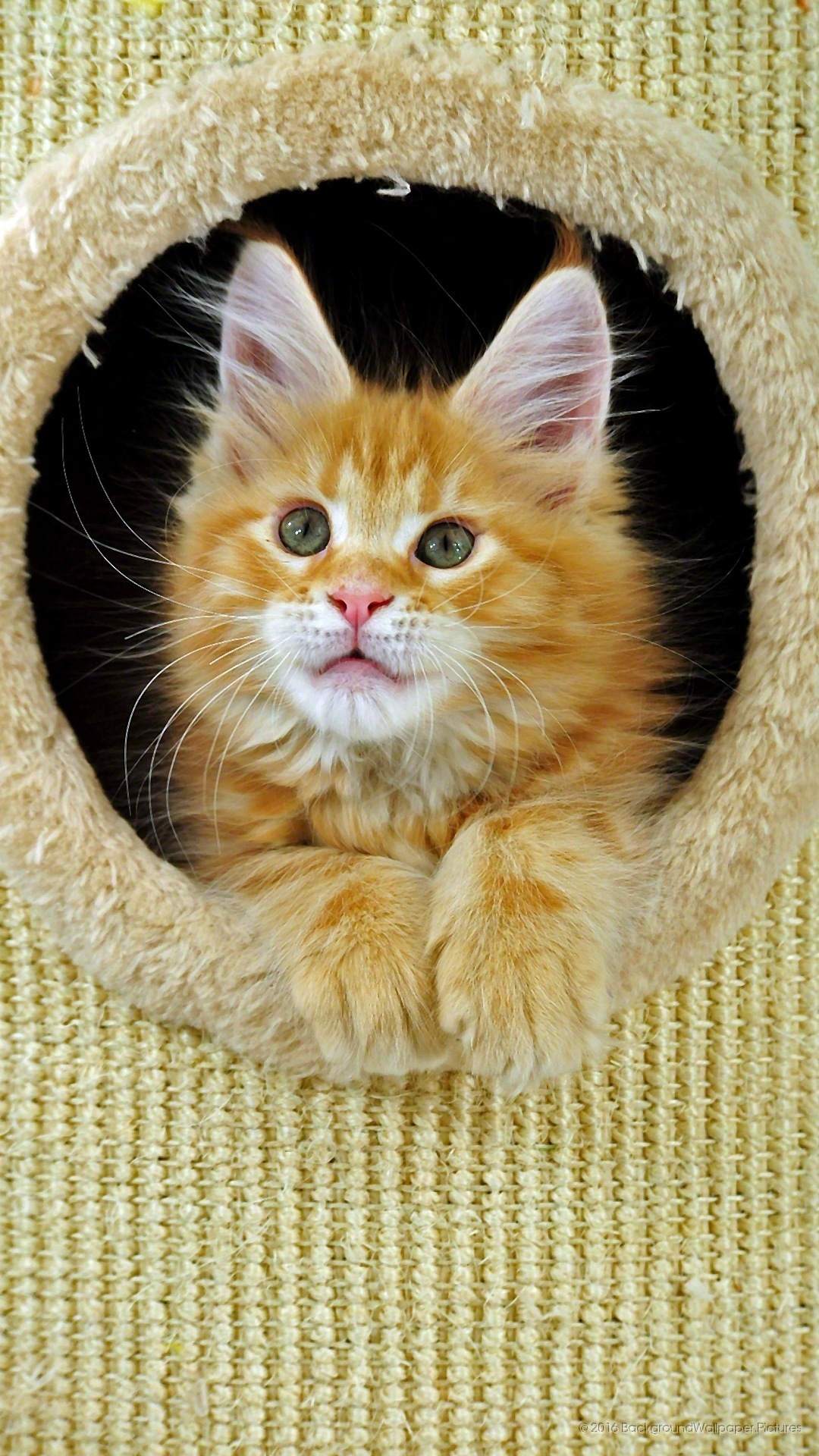 Full Hd 1080p - Domestic Long-haired Cat - HD Wallpaper 