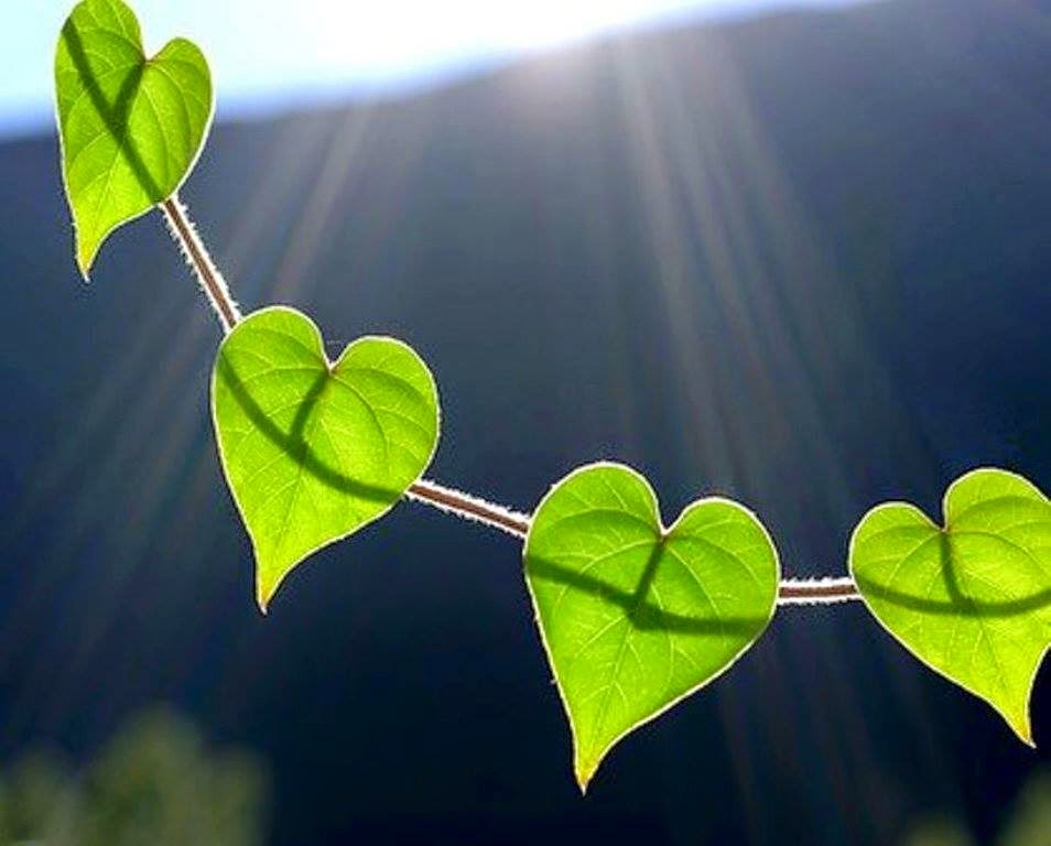 Forest Heart Shaped Leaves - HD Wallpaper 