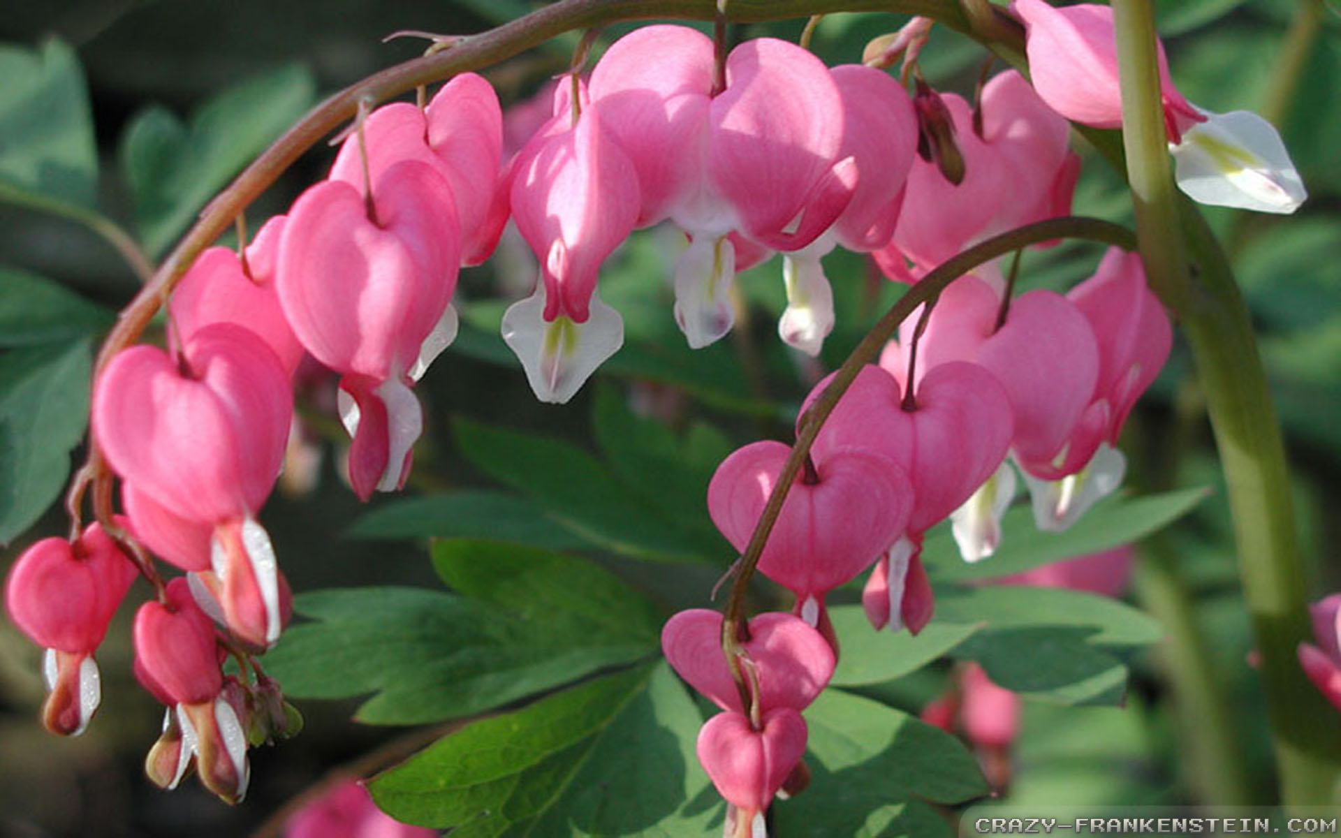 Bleeding Heart Flower Gif - HD Wallpaper 