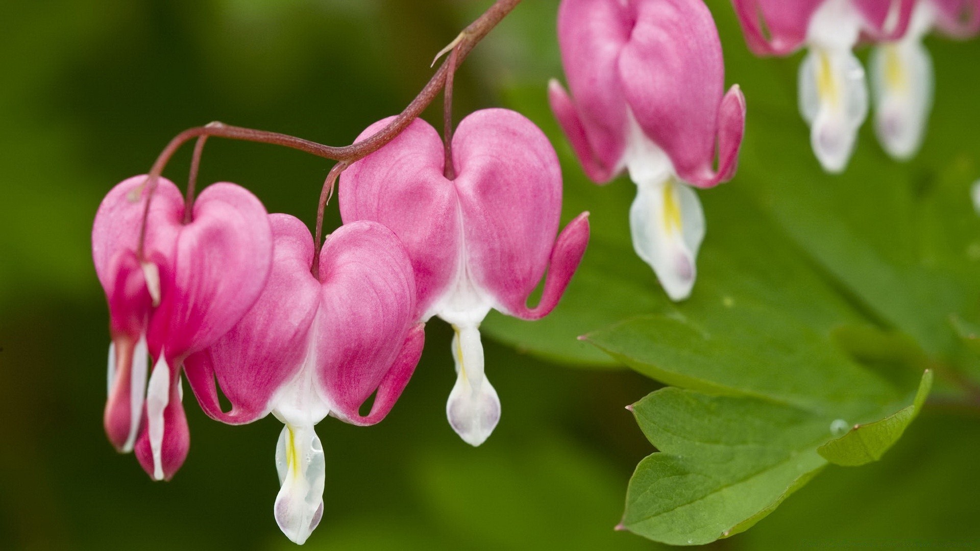 Flowers Nature Flower Flora Garden Petal Blooming Bright - Bleeding Heart Flower - HD Wallpaper 