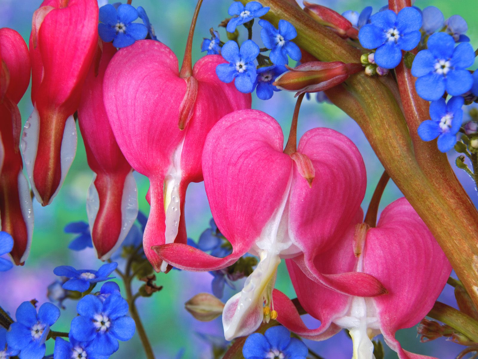 Bleeding Heart Flowers - Bleeding Heart Flower Background - HD Wallpaper 