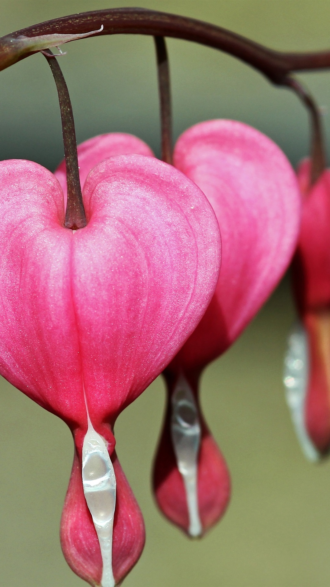 Iphone Wallpaper Bleeding Heart Flowers, Pink, Macro - 8 Bleeding Heart Flower - HD Wallpaper 