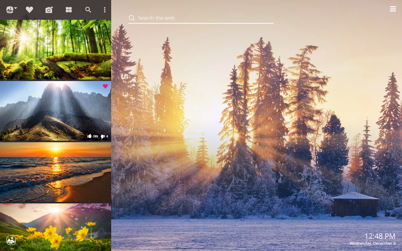 Sunshine - Shortleaf Black Spruce - HD Wallpaper 