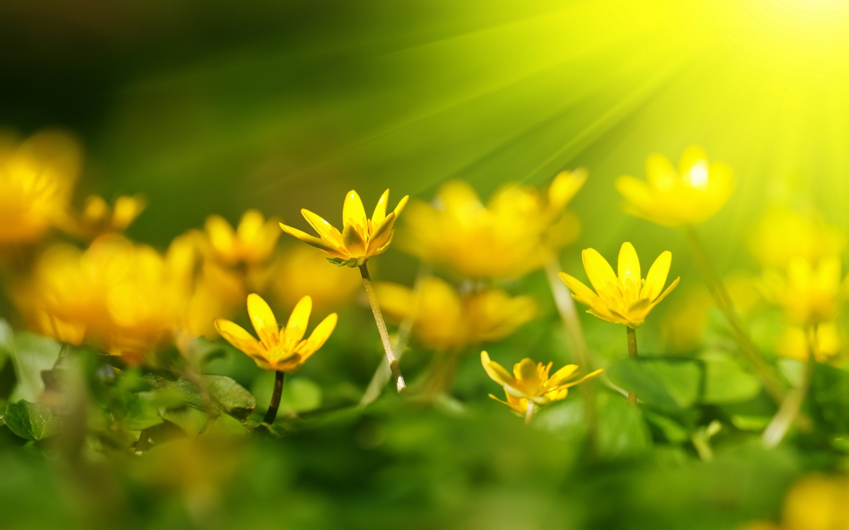 Wallpaper Yellow Flowers, Sunshine - Yellow Flowers With Sunshine - HD Wallpaper 