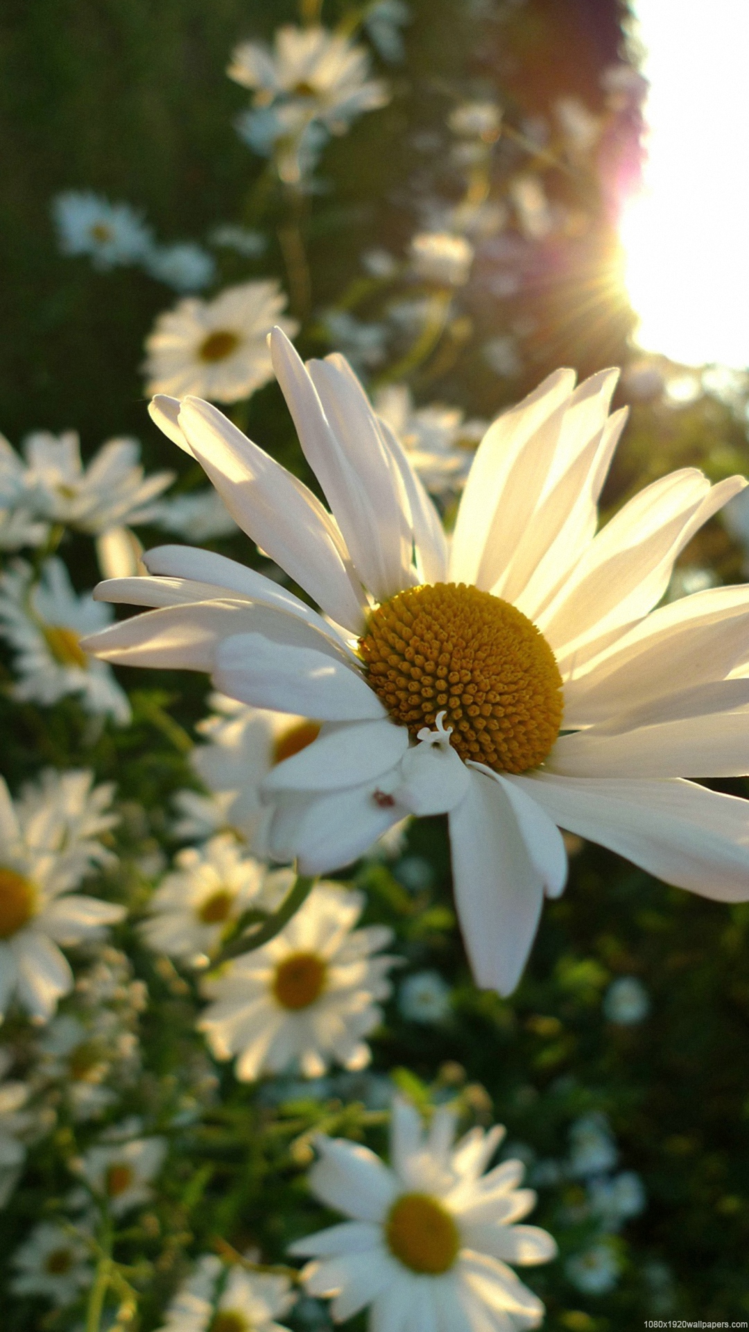 Flowers Sunshine Wallpapers Hd - Hd Wallpaper 4 Mobile Sun Shine - HD Wallpaper 