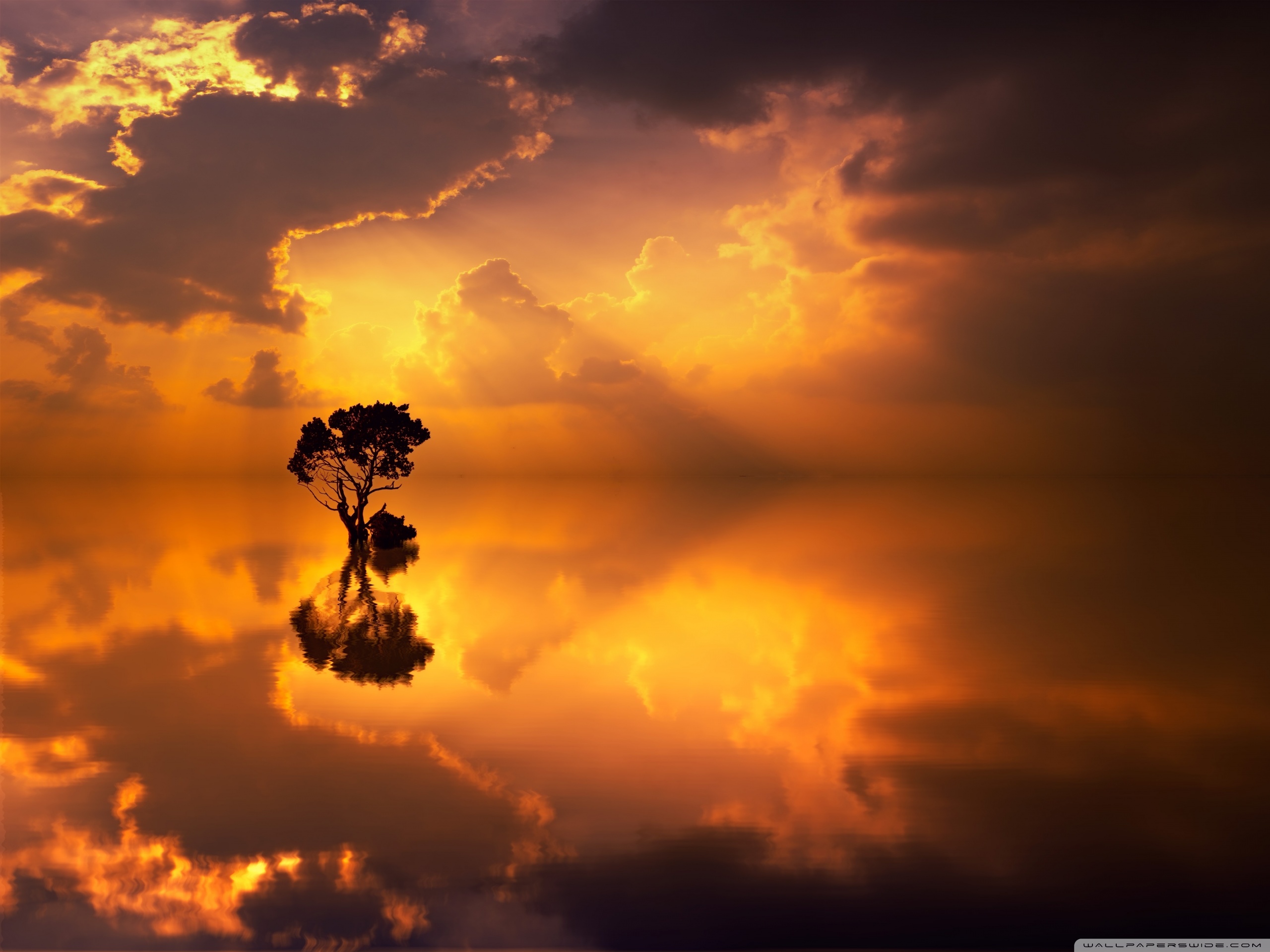 Tree Reflection On Sea - HD Wallpaper 