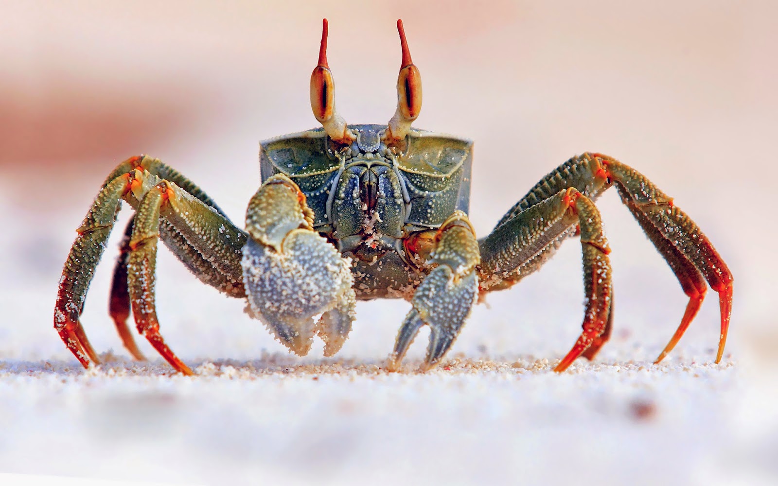 A Beautiful Crab Wallpaper For Windows, Mac Os Or Your - Life Science Interactive Science Pearson - HD Wallpaper 