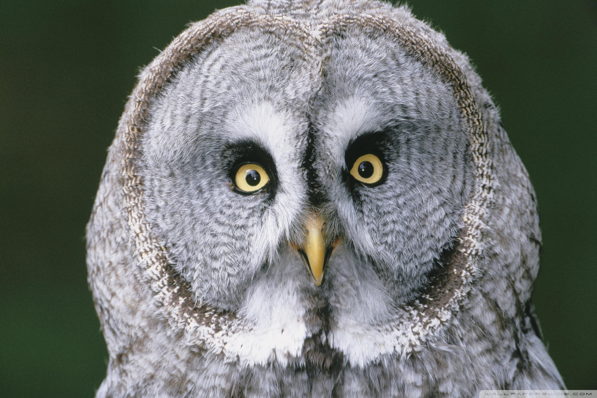 Great Gray Owl - HD Wallpaper 