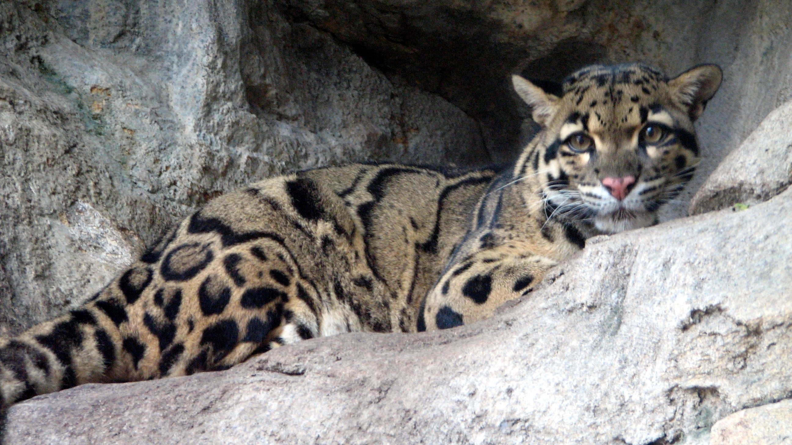 Clouded Leopard - HD Wallpaper 