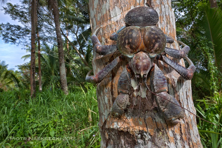 Crab Nebula Hd Desktop Wallpaper - Coconut Tree Crab - HD Wallpaper 