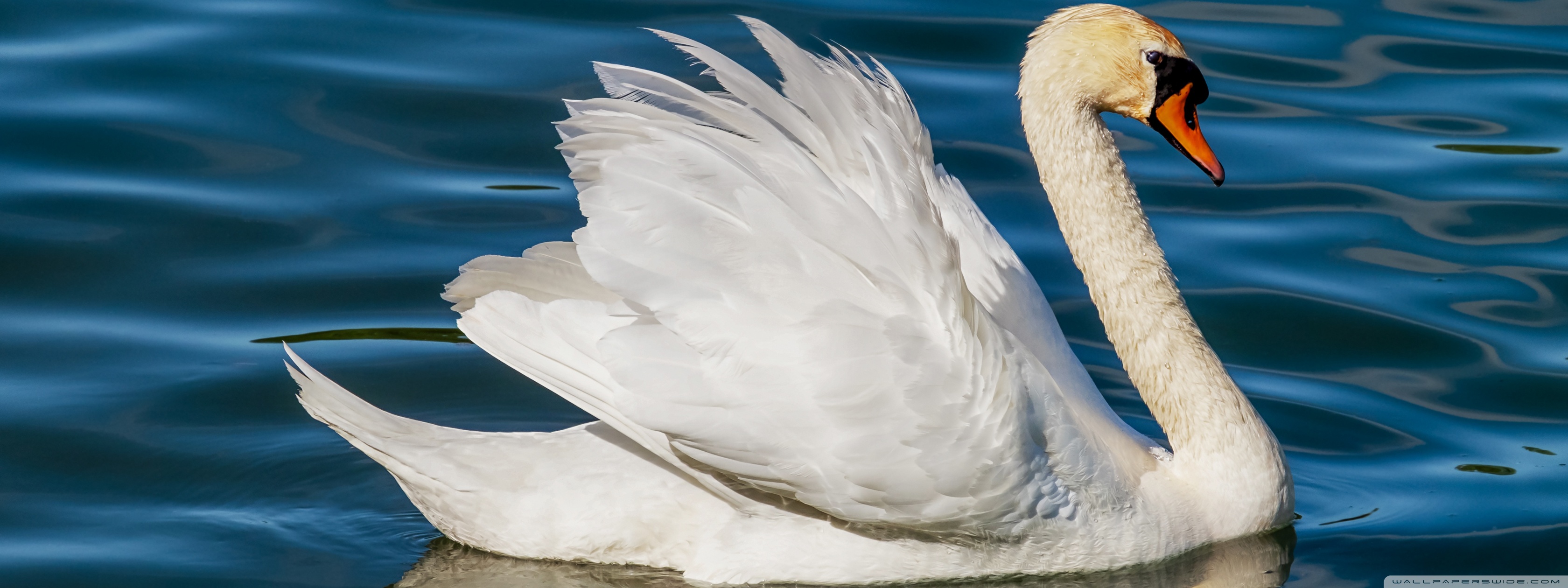 Swan Animal - HD Wallpaper 