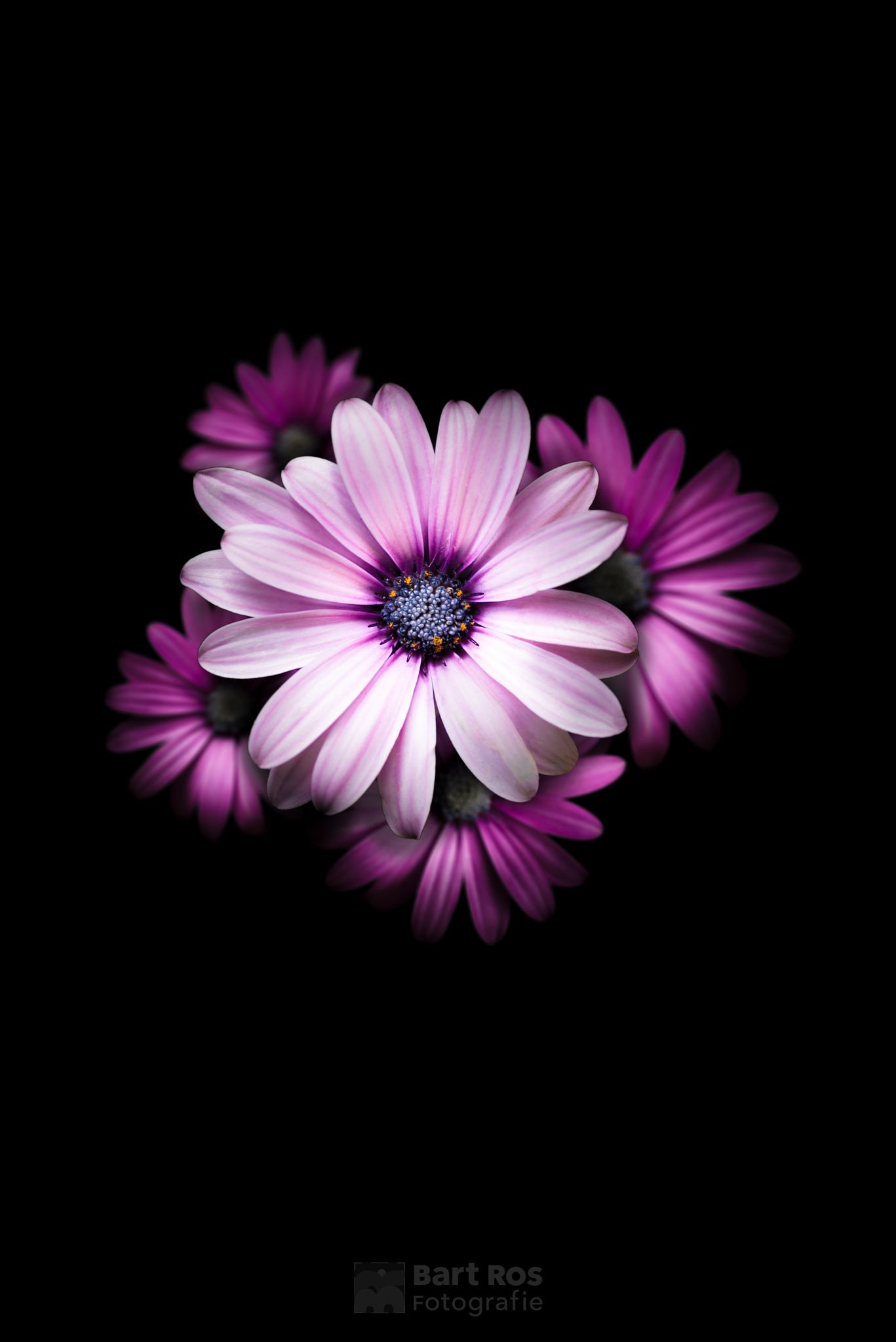 शुभ सकाळ शुभ रविवार - HD Wallpaper 