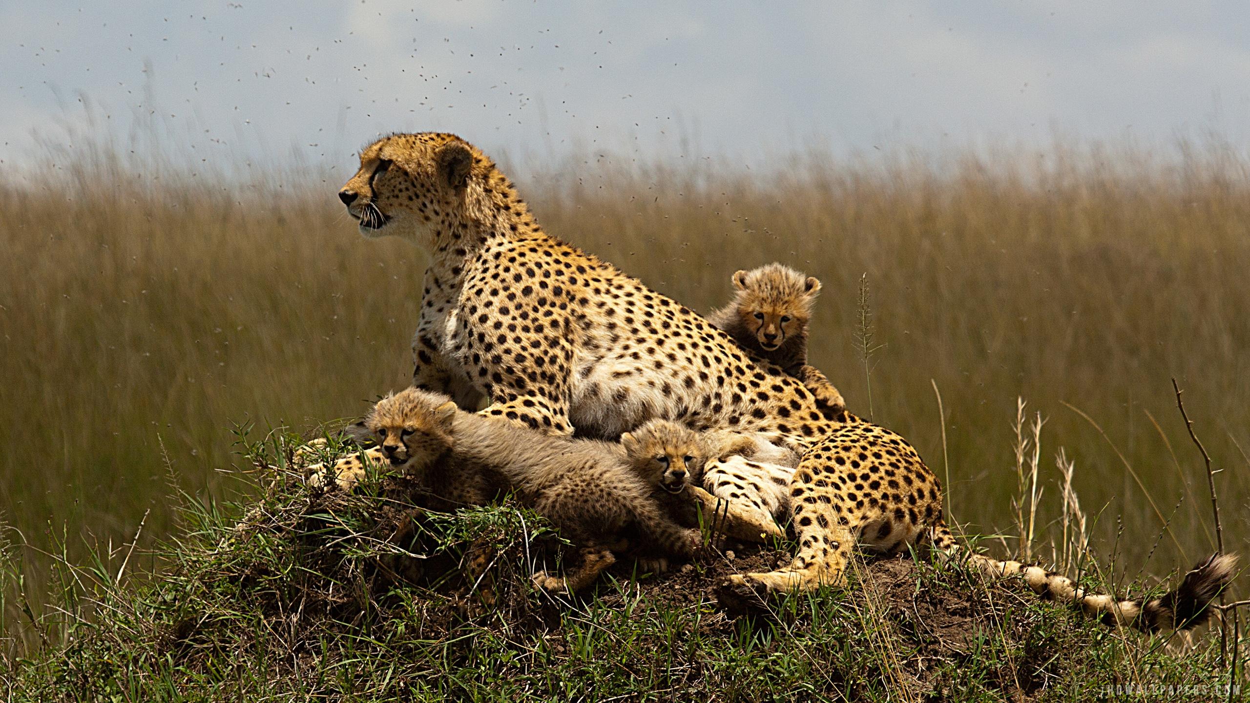 I Love My Family Hd Wallpaper - Cheetah Emotional Support Dog - HD Wallpaper 