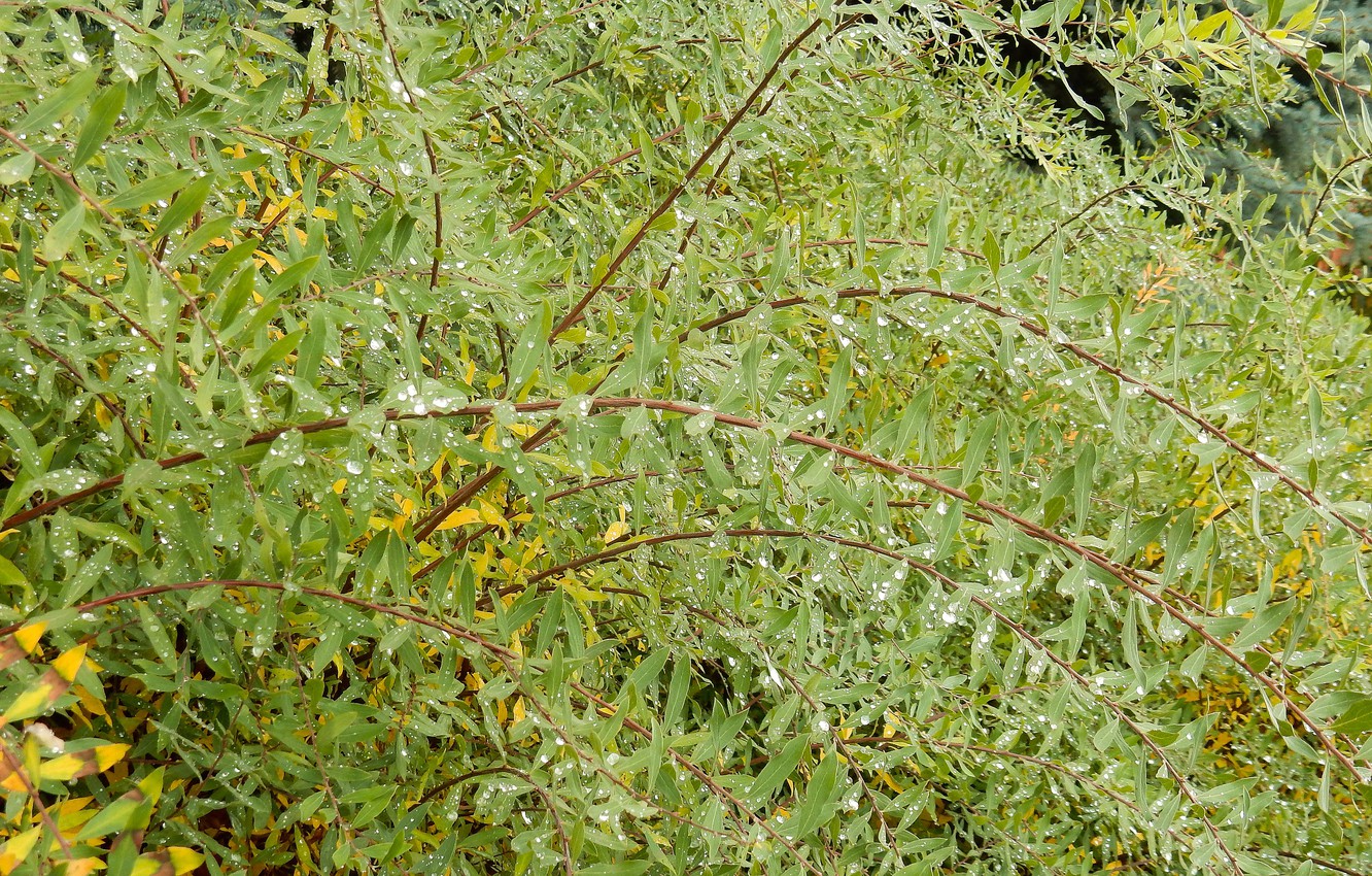 Photo Wallpaper Autumn, Widescreen, Wallpaper, Bush, - Grass - HD Wallpaper 