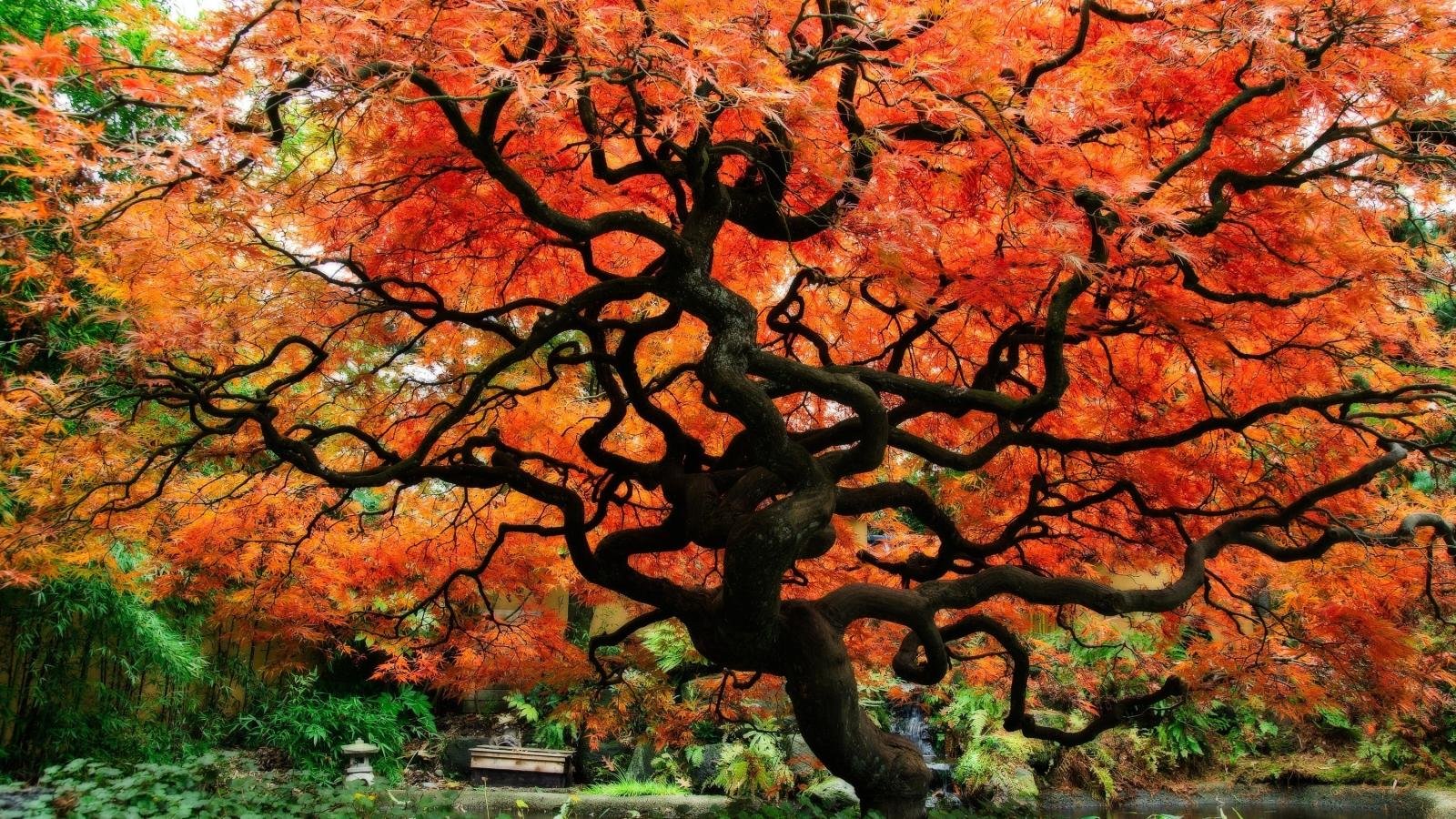 Free Download Japanese Garden Wallpaper Id - Free Japanese Maple Tree Background - HD Wallpaper 