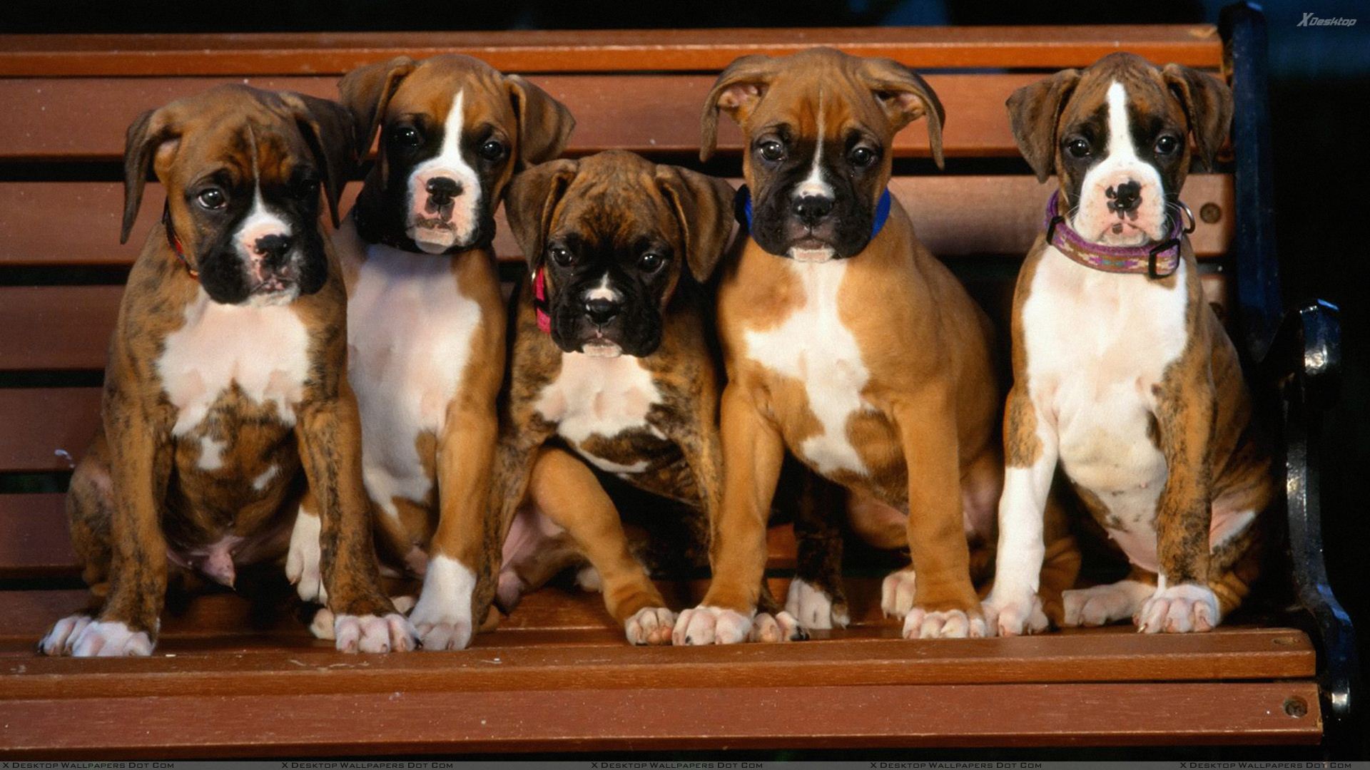 Boxer Puppies Wallpaper Macbook - HD Wallpaper 