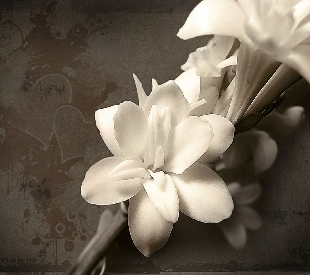 Zen Phone Wallpaper Flowers For A Stillbirth 1080x960 Wallpaper Teahub Io