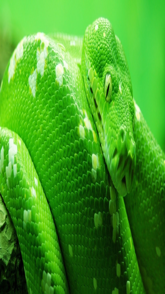 Emerald Green Boa Snake - HD Wallpaper 