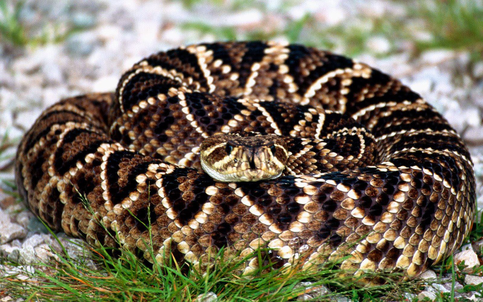 Desktop Picture Of Rattle Snake Wallpaper - HD Wallpaper 