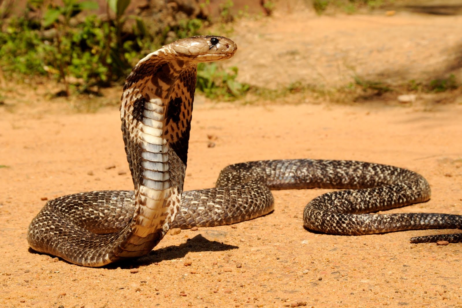 Viper Snake Wallpapers Wallpaper - King Cobra Snake God - HD Wallpaper 