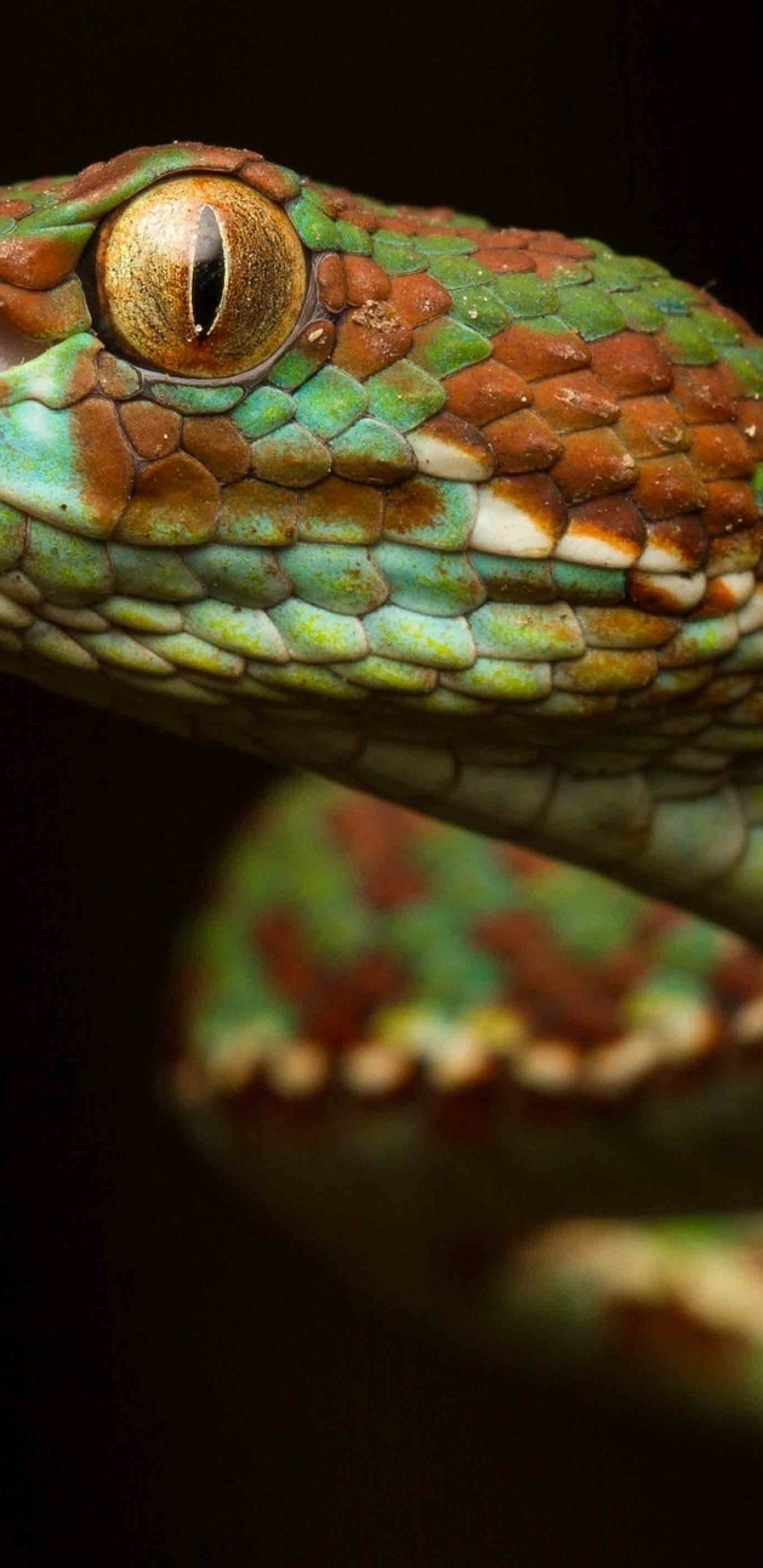 Green Snake, Macro, Viper, Reptile - HD Wallpaper 