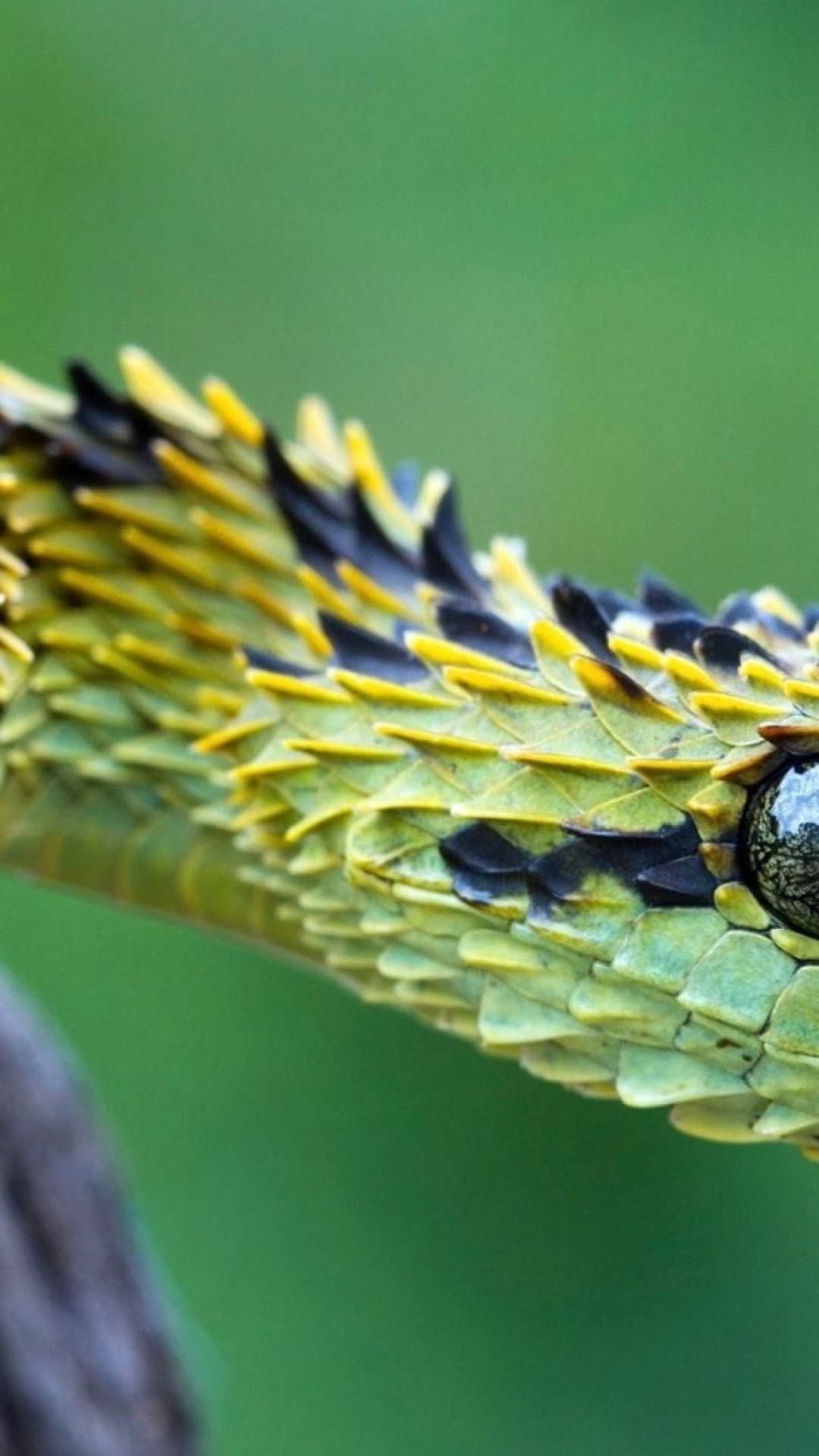 Iphone 7 Plus Snake Wallpaper - Green Saw Scaled Viper - HD Wallpaper 