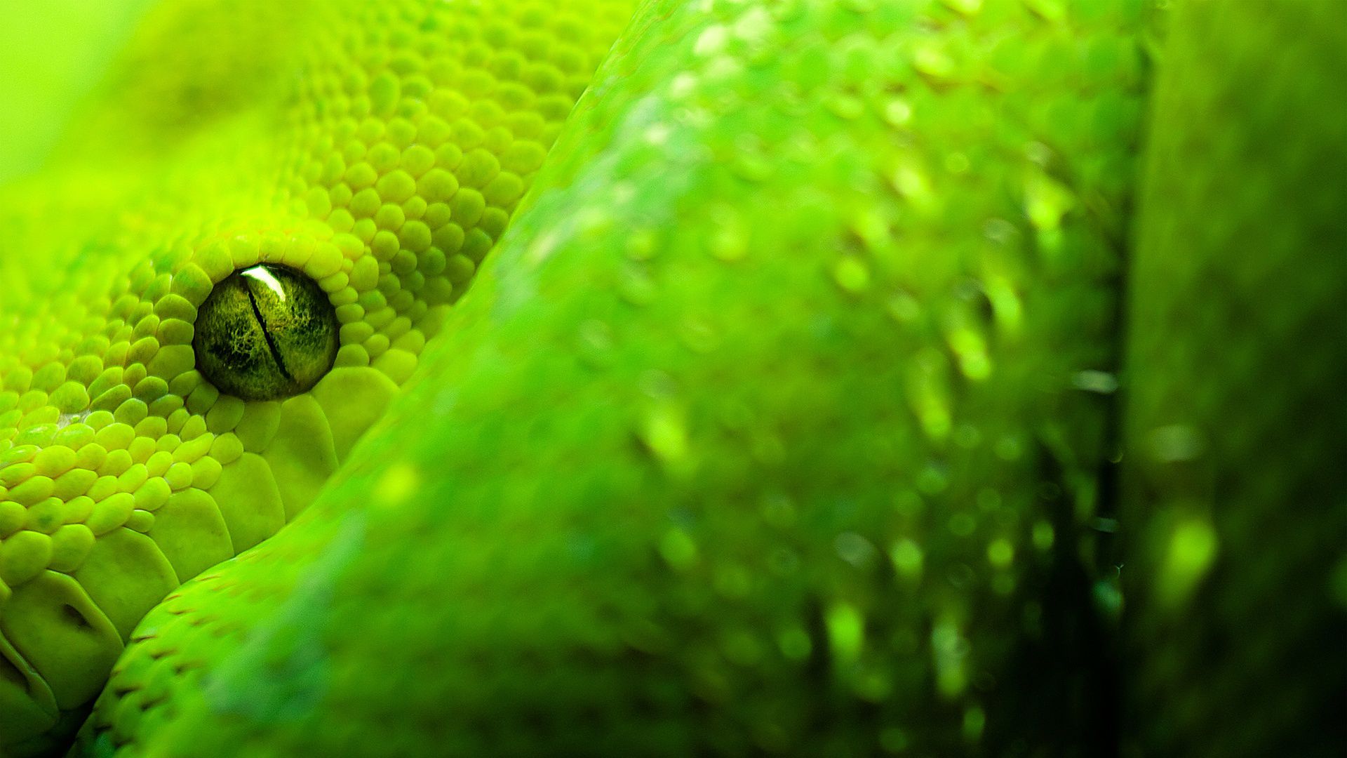 Desktop Gaboon Viper Snake Wallpaper - HD Wallpaper 