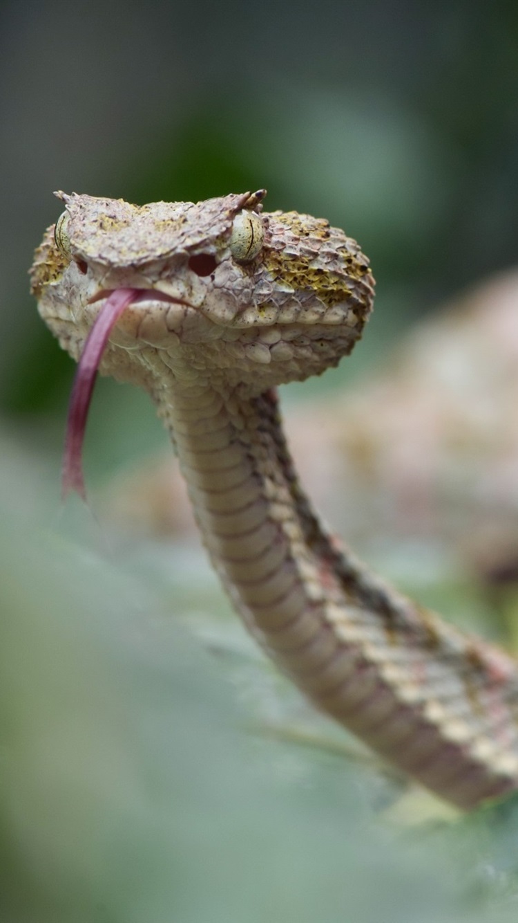 Iphone Wallpaper Eyelash Viper, Snake, Bokeh - HD Wallpaper 