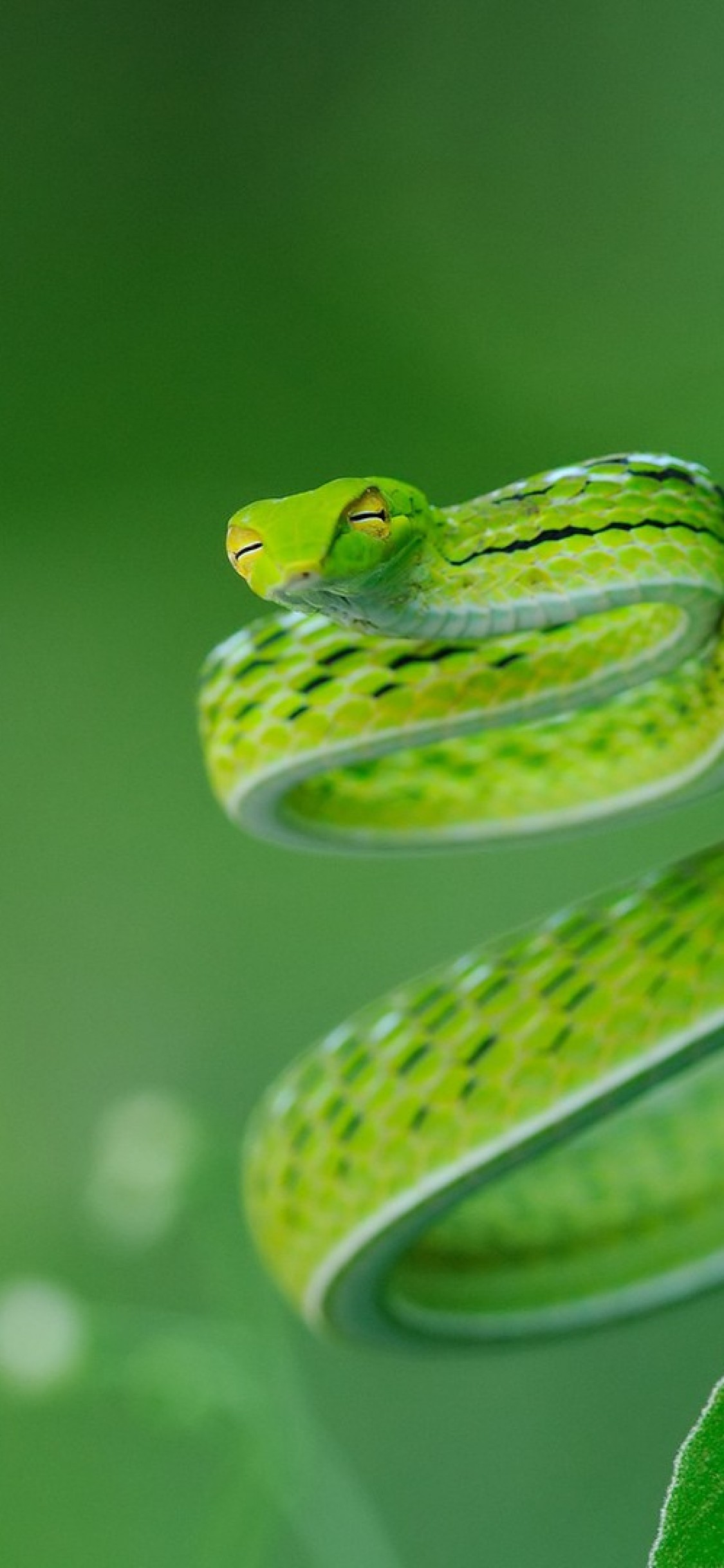 Iphone X Snake Wallpaper オオアオムチヘビ 1125x2436 Wallpaper Teahub Io