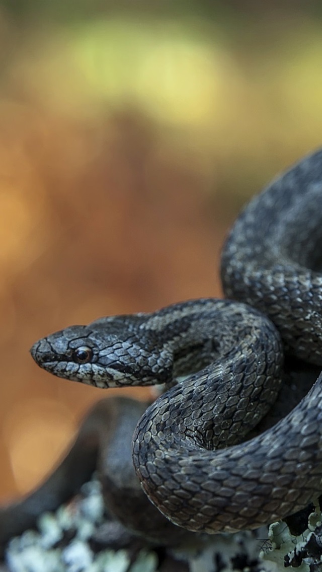 Iphone Wallpaper Viper, Black Snake - Black Viper Wallpaper Snake - HD Wallpaper 