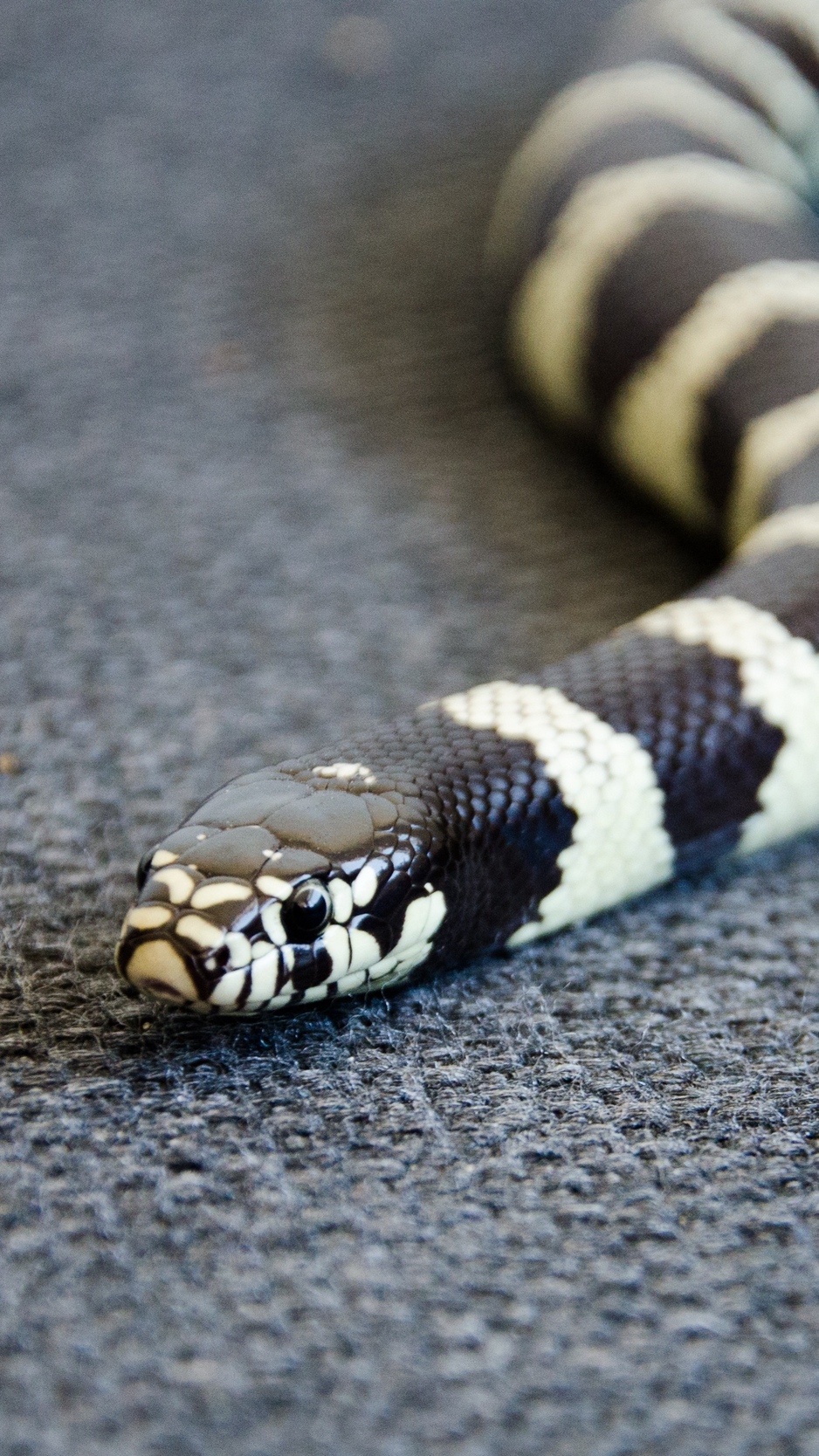 Wallpaper Snake, Reptile, Head, Color - Snake White And Black Color - HD Wallpaper 