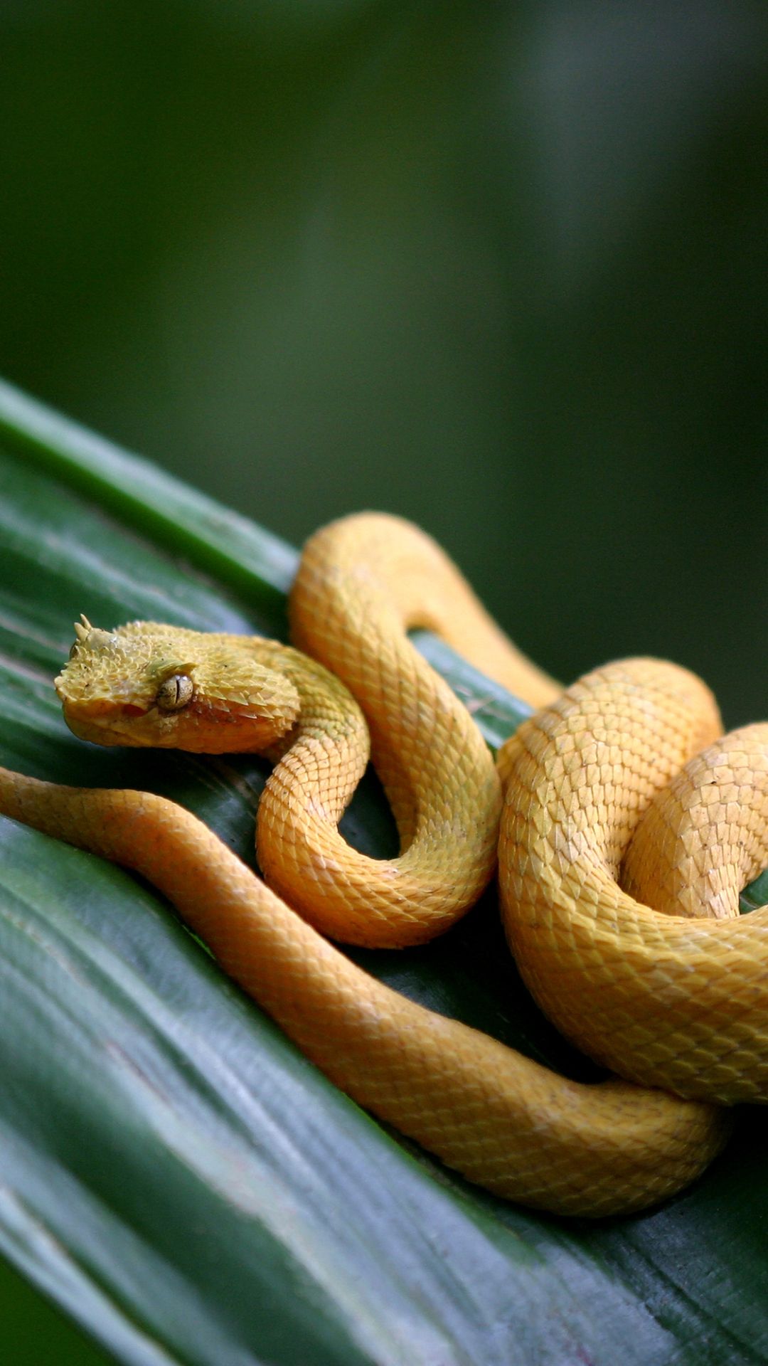 Cobra Papel De Parede Celular - HD Wallpaper 